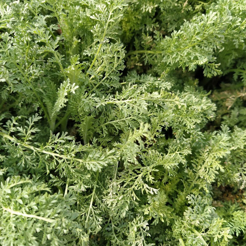 【中秋节推荐】野新鲜青蒿草苦蒿黄蒿中材香下新货干黄花铜臭蒿子泡澡