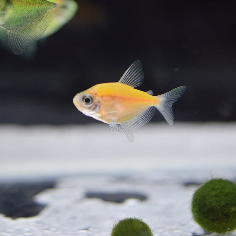 青苹果天使鱼柠檬天使鱼观赏荧光彩裙绿衣紫衣天使鱼小型鱼活体鱼 青