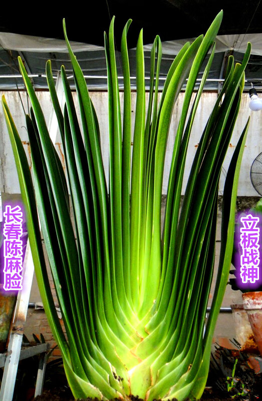长春君子兰小苗立板战神坑纹钢板室内绿植盆栽 立板战神1年苗 裸根不