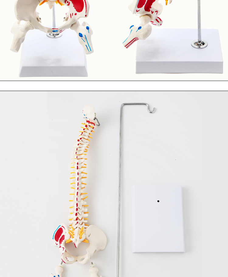 京健康医学人体模型骨架腰椎11仿真脊柱解剖可弯曲神经骨骼教学脊椎骨