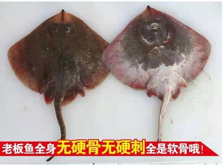 魔鬼魚新鮮瑤魚孔鰩魚老頭魚冷凍鰈魚海鮮水產彼爾安佳整條帶肝帶肚