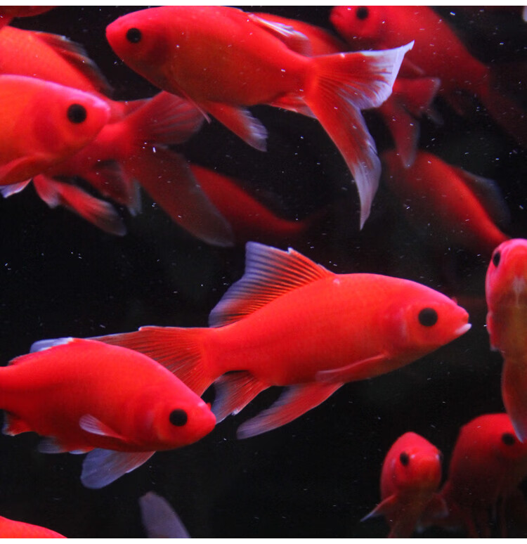 观赏鱼冷水血鹦鹉发财鱼葡萄眼黑眼草金锦鲤金鱼红草金风水鱼活体79cm