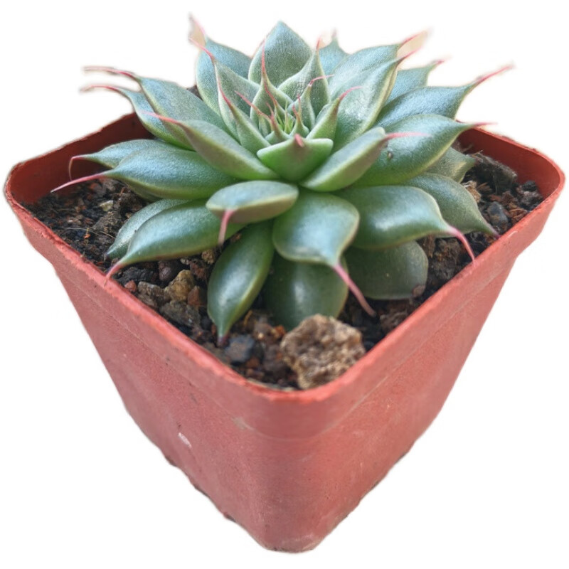 银星多肉植物盆栽组合花卉绿植室内阳台好养 小盆栽肉肉 银星5-7cm 不