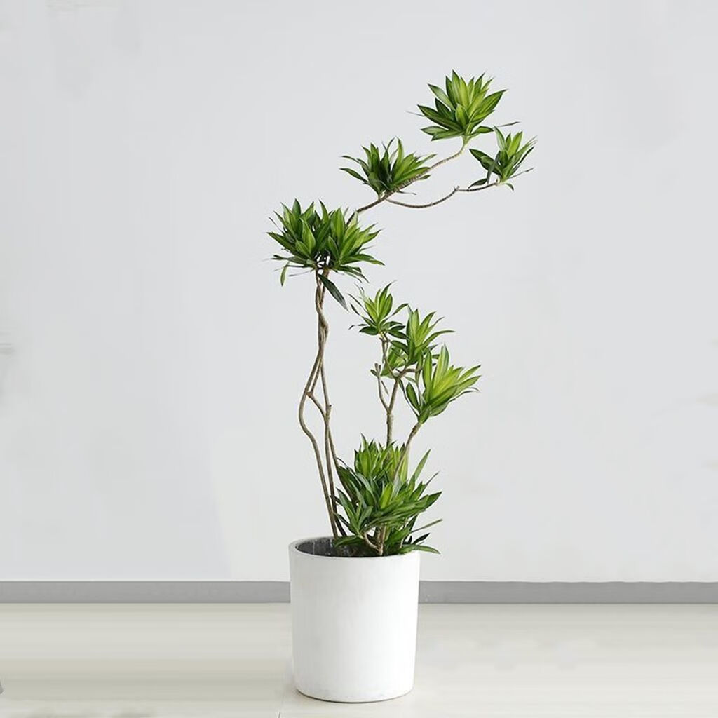 百合竹大盆栽室内好养植物金边百合竹龙血树老桩除甲醛大型绿植 百合