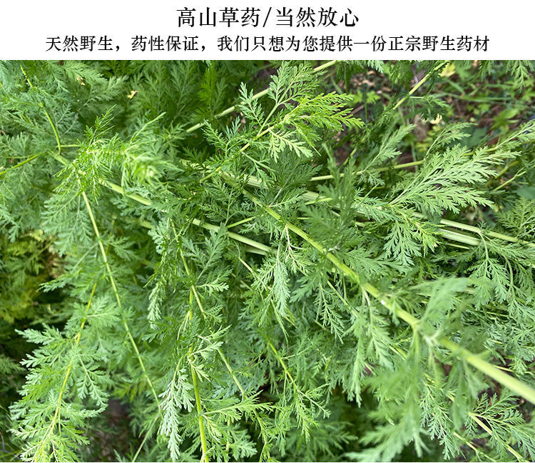 伟博黄蒿青蒿中药材青蒿新鲜青蒿草细叶青蒿叶黄花蒿香蒿臭蒿现采现发