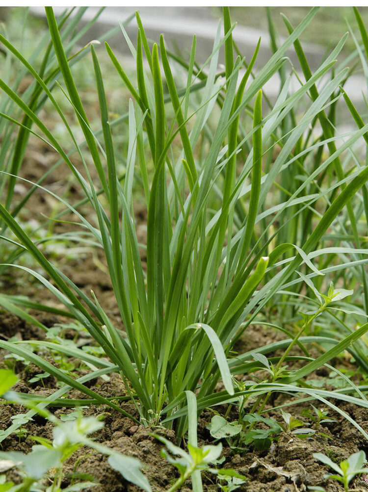 金枝恋 汉中韭霸韭菜种子春季秋季四季播种韭菜根籽韭菜苗蔬菜苔韭菜