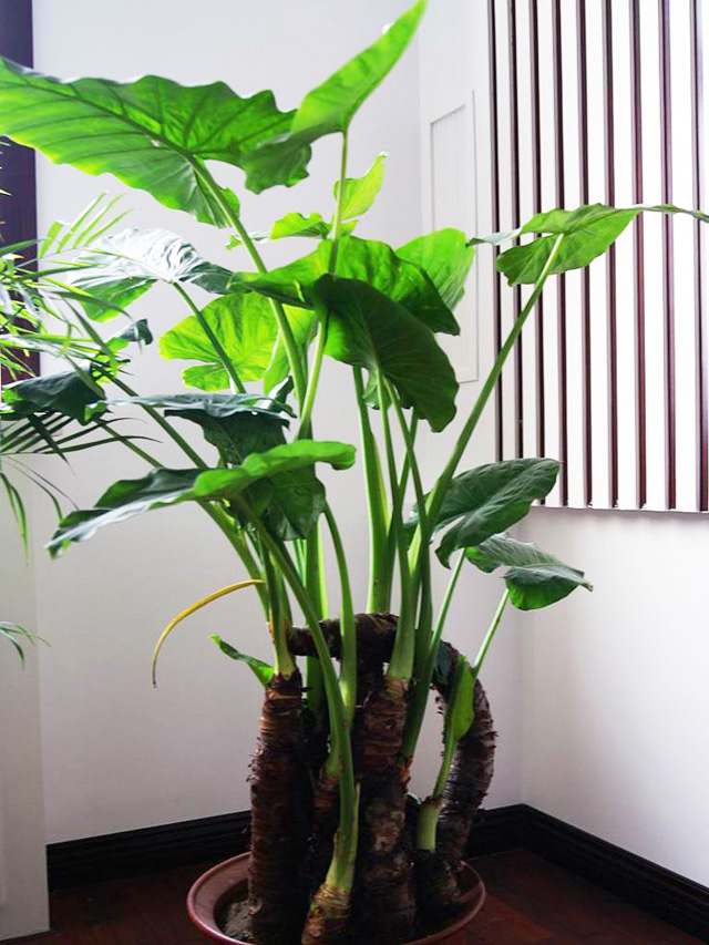 soumiety滴水观音盆栽客厅室内大型绿植水土培花卉大叶盆景净化空气4