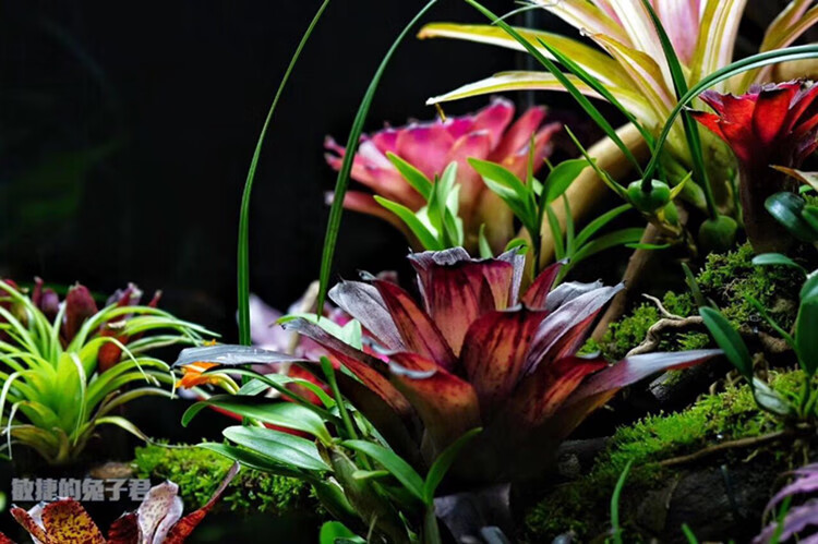 积水凤梨琳达五彩凤梨雨林缸水陆生态水草爬虫缸造景常用植物鱼七秒桔