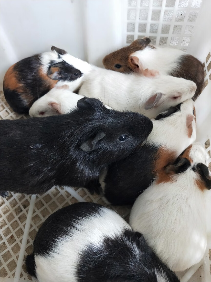 宠物荷兰猪荷兰鼠荷兰兔豚鼠活体饲料花毛豚活物彩豚黑豚包活 纯白色