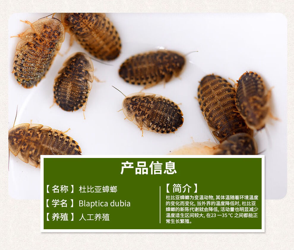 杜比亚蟑螂一斤半斤活体开口饲料龙鱼守宫鬓狮爬宠营养超蟋蟀34厘米