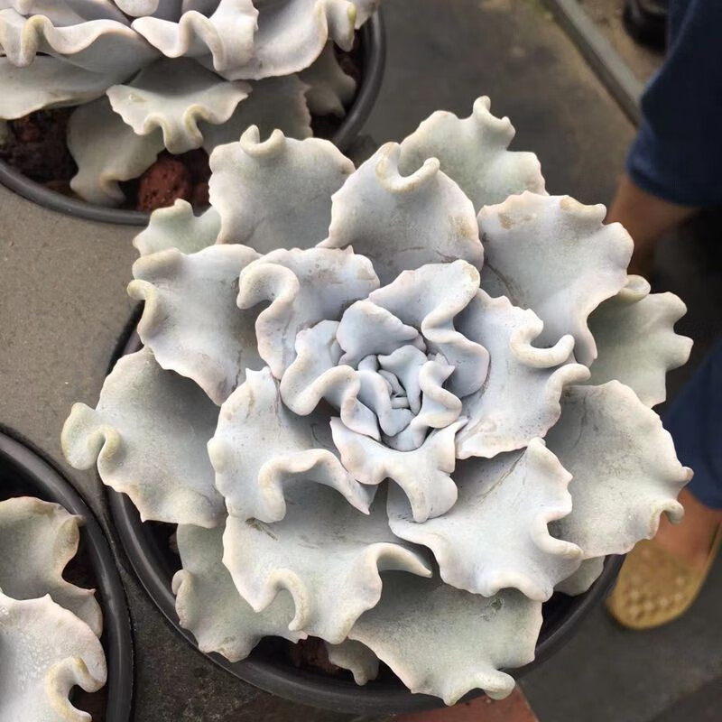 多肉盆栽 芭蕾舞者 白饺子皮 多肉植物实拍图.