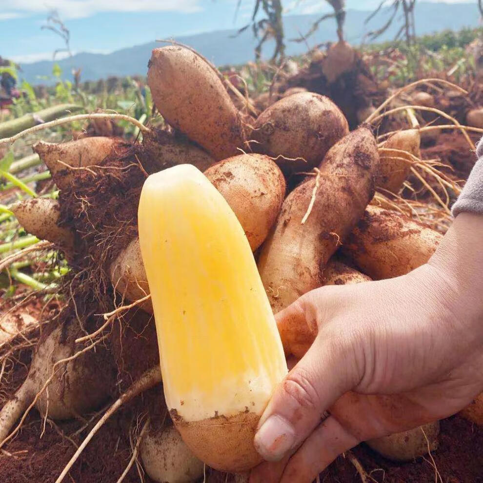 顺丰速运云南精品天山雪莲果新鲜当季10斤红黄心特级现挖雪连水果整箱