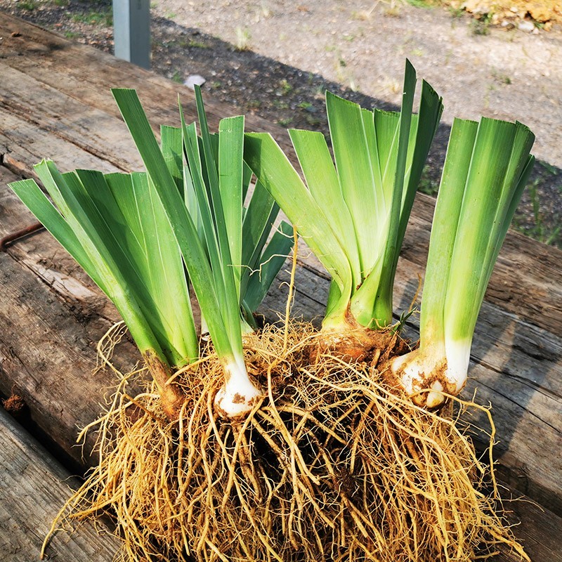 逸棵 鸢尾芽苗裸根 大花型多年生球根花卉 可盆栽地栽花园花境植物 易