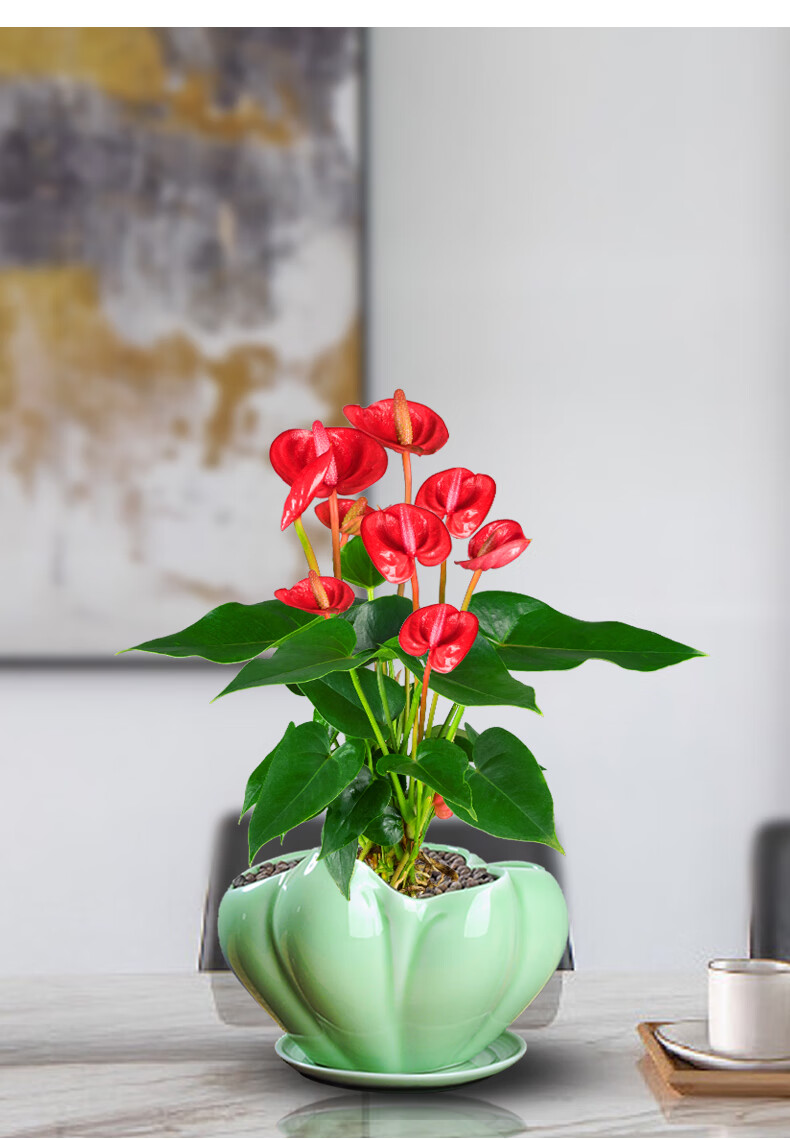 骄阳红掌 国粹青花618 带盆栽好【图片 价格 品牌 报价】-京东