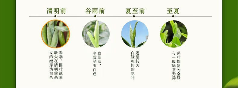 黄金芽黄金叶绿茶茶叶新茶 2021特级珍稀白茶 250克【共2袋】颜值好茶