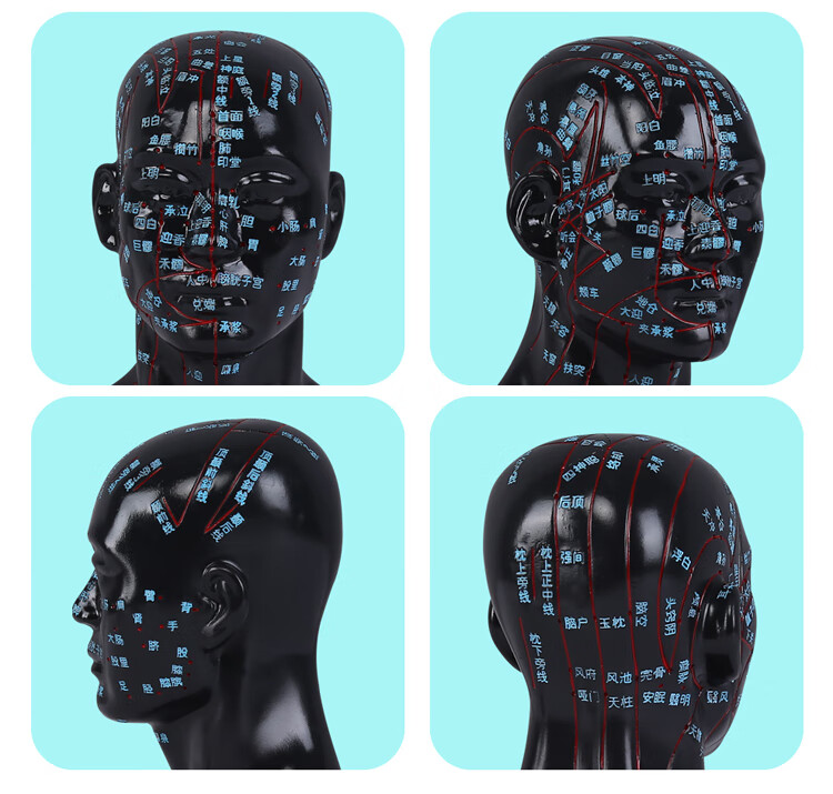子彧ziyu头部医学针灸练习模型中医穴位经络按摩人体模型可扎针硅胶22