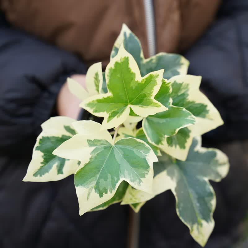 盆栽四季常绿木本植物金叶绿植耐热多年生阳台庭院 苗情参考 不含盆