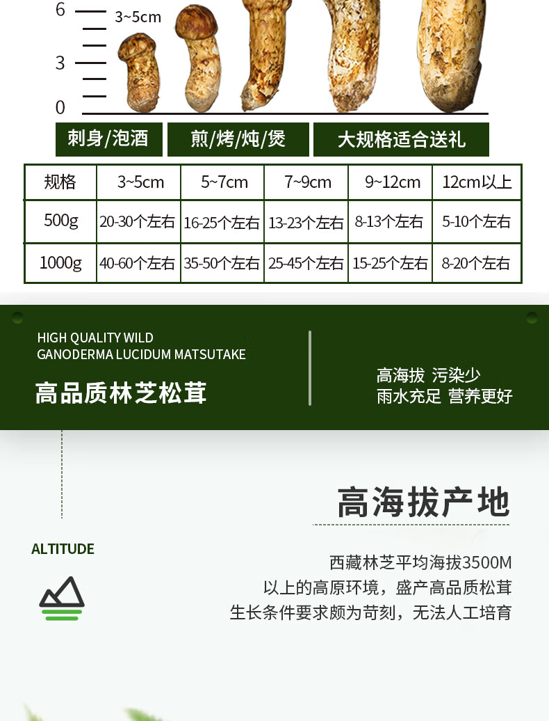 西藏松茸新鲜野生菌菇菌汤精选未开伞高品质鲜菌菇现货 顺丰空运 快至