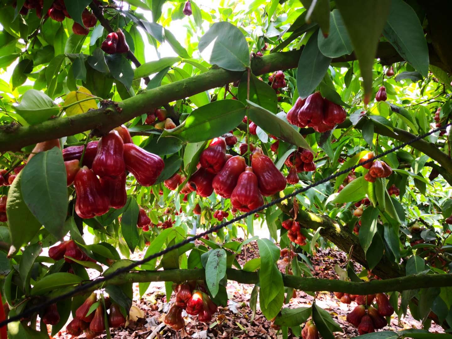 顺丰特大果海南三亚黑金刚莲雾够黑够大应季新鲜时令孕妇水果莲雾现摘