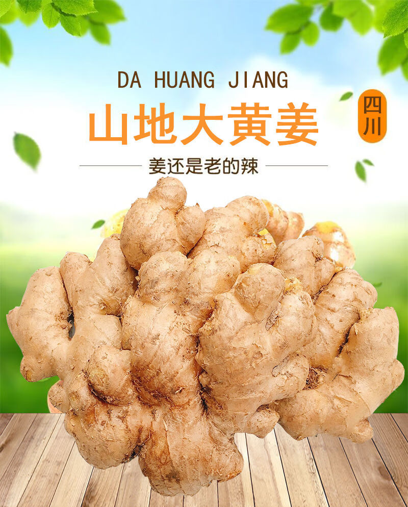 四川山东生姜老姜现挖大黄姜10斤老母姜新鲜蔬菜月子姜3510斤5斤10斤