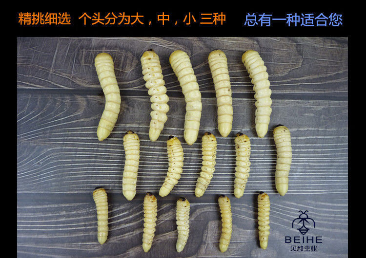 伟博蛤虫新鲜木虫冷冻运输木花柴虫柞天牛食用昆虫高蛋白小个头一斤