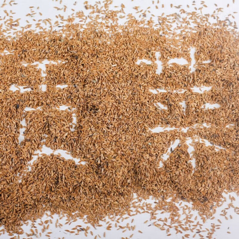 贡菜种子苔干苔菜籽山哲菜山蛰菜响菜春秋可播庭盆栽蔬菜种子500粒再