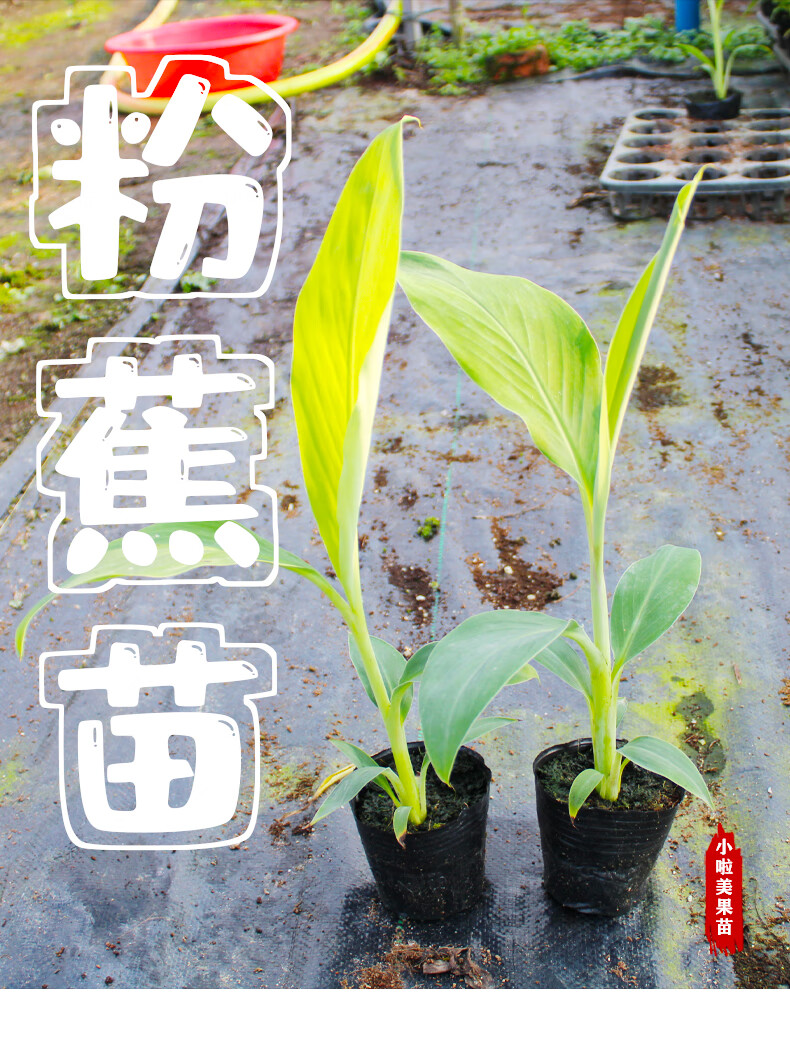 粉蕉苗香蕉矮化树苗当年结果红香蕉皇帝蕉苗南方盆栽地栽四季种植香蕉