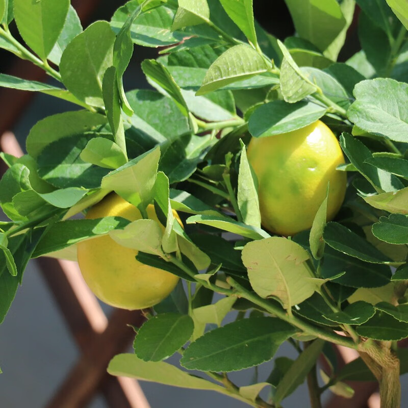 春沭高杆柠檬树尤力克柠檬树香水柠檬树带花带果香水柠檬3年苗当年