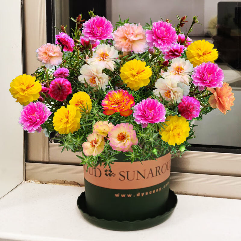 重瓣太阳花种子四季播种松叶牡丹易活开花不断室内阳台盆栽花卉籽重瓣