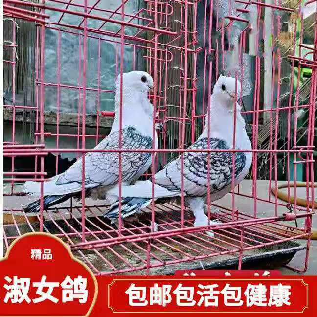 观赏鸽子淑女鸽黑细花淑女鸽兰花淑女鸽子活物一对批发宠物鸽活体