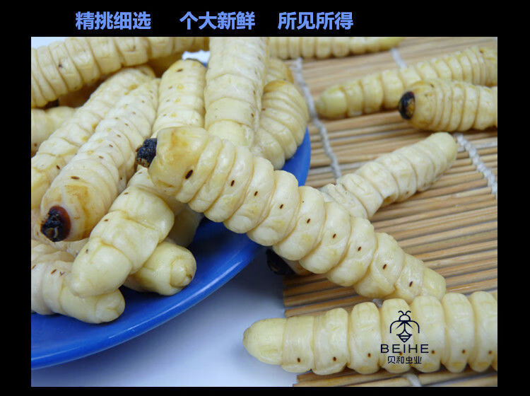 伟博蛤虫新鲜木虫冷冻运输木花柴虫柞天牛食用昆虫高蛋白小个头一斤