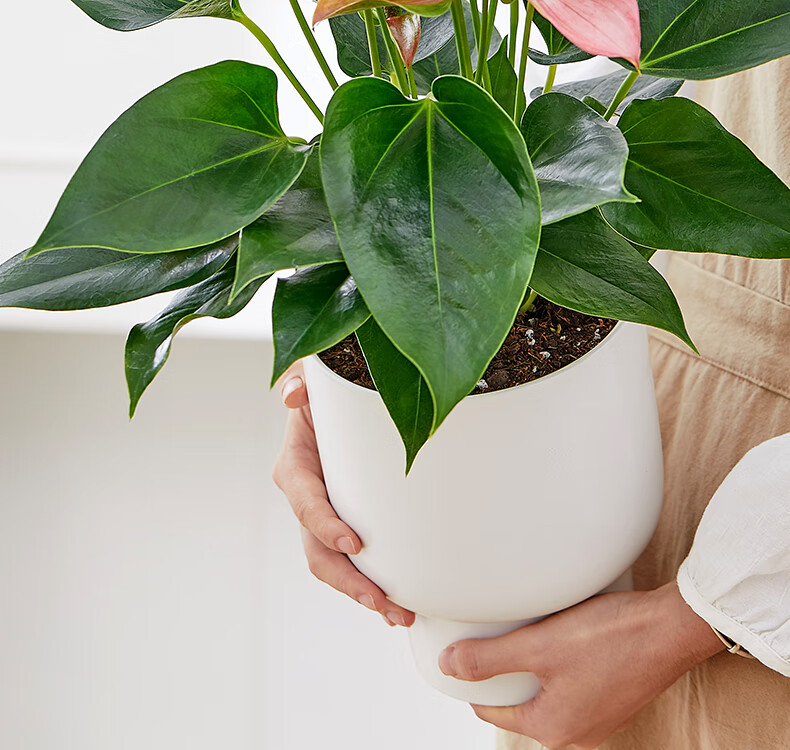 涞思芊品质保证朱莉北欧盆栽一帆风顺粉掌植物办公室内花卉好养的绿植