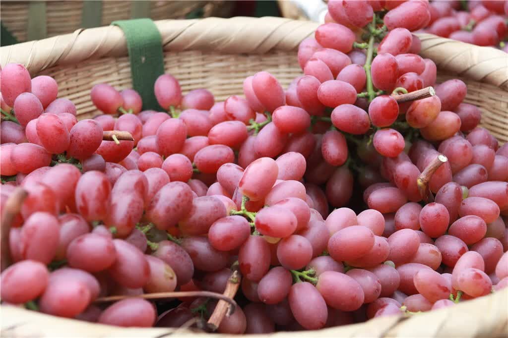 媚调 特级果脆甜无籽红提子西昌应季水果新鲜克伦生葡萄4净重应季 3斤