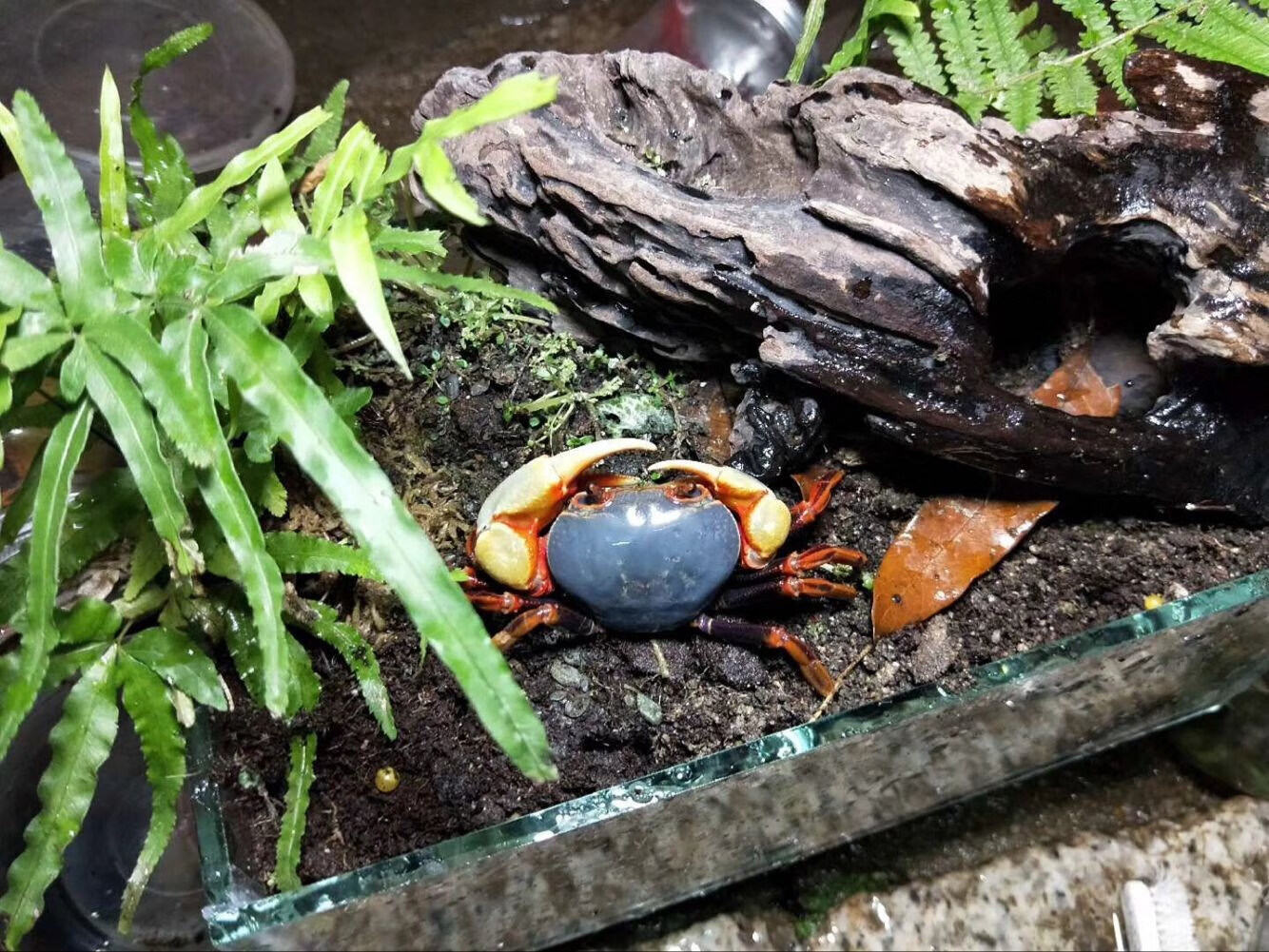 宠物蟹活体南海溪蟹蓝尖肢寄居蟹水族观赏蟹淡水蝴蝶蟹勾手蟹 饲养套