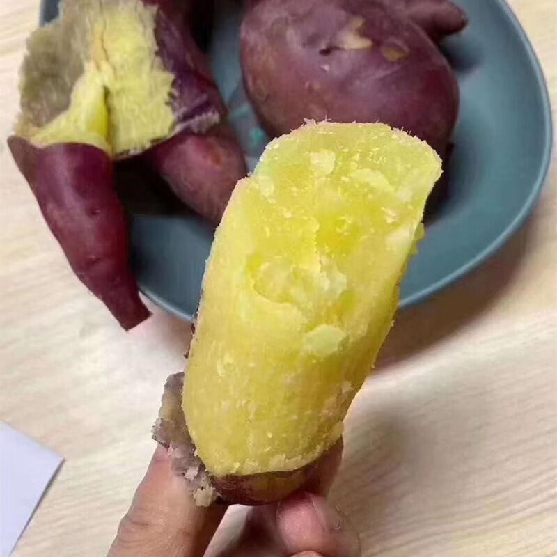 正宗52度良作红薯中贵族粗粮生地瓜蜜薯香甜新鲜小个番薯山芋地瓜 10