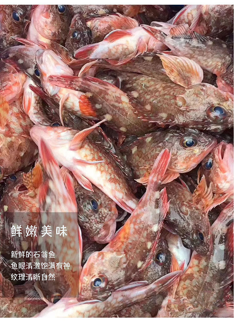 鱼石九公鲜活冷冻东山小红斑虎头鱼小石斑鱼 1盒石翁鱼【图片 价格