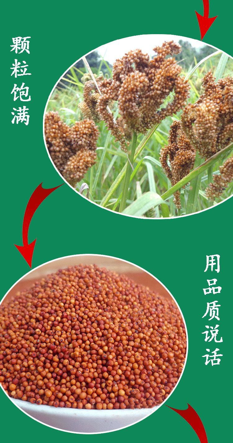 广西特产新鲜陈粟米粟粉龙爪粟鸭脚粟拳头粟粄狗尾粟䅟粑五谷杂粮3斤