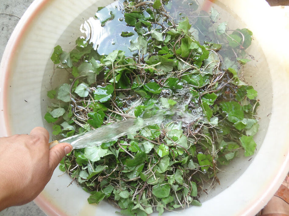 小叶青天葵独角莲半边脸天葵子21年新货鲜品半边伞自然生长 小叶青