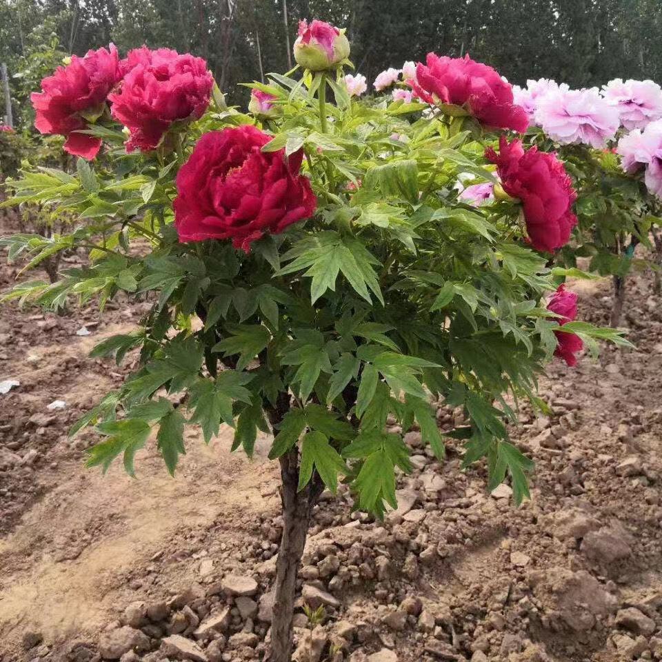 牡丹王庭院重瓣綠植花卉地栽盆栽菏澤獨杆牡丹姚黃獨杆6年苗不含盆