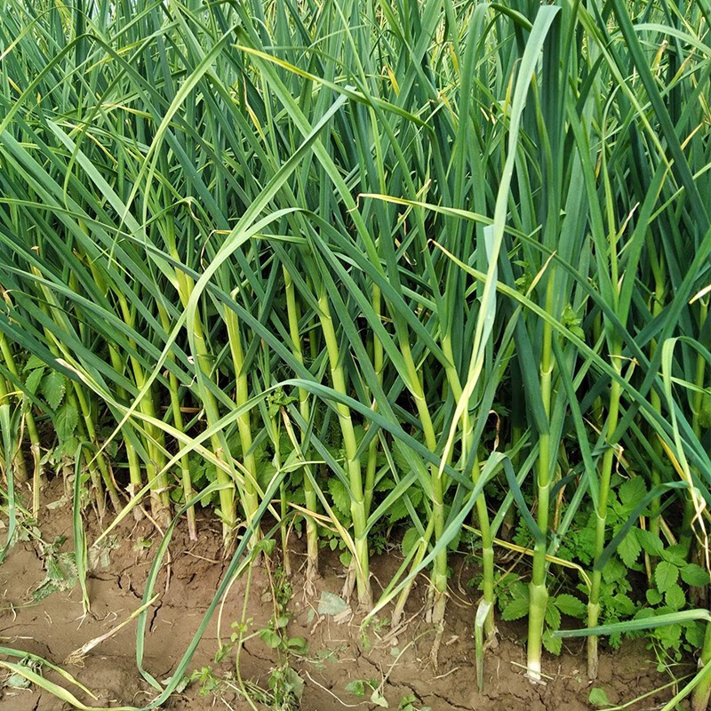 【京鲜达】新鲜蒜苗红皮大祘苗农家自种当季蔬菜苔嫩青蒜苗 5斤【图片