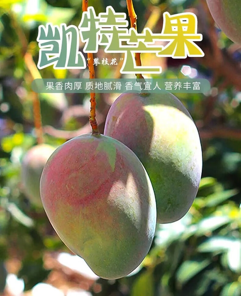 荔象四川攀枝花凯特芒果一级果大脸芒新鲜香甜当季水果芒果3斤中果单