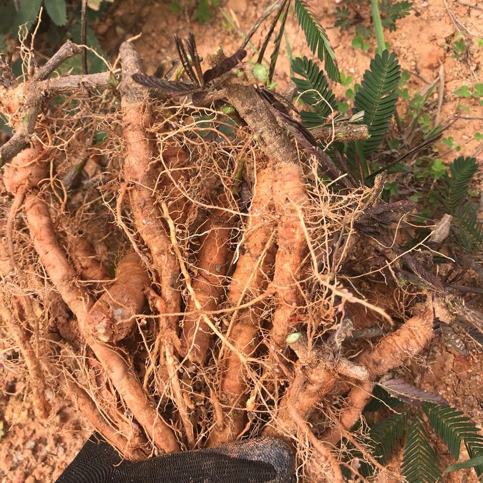 野生新鲜含羞草 红骨含羞草根 红茎骨感应草怕羞草根 纯根500克【图片