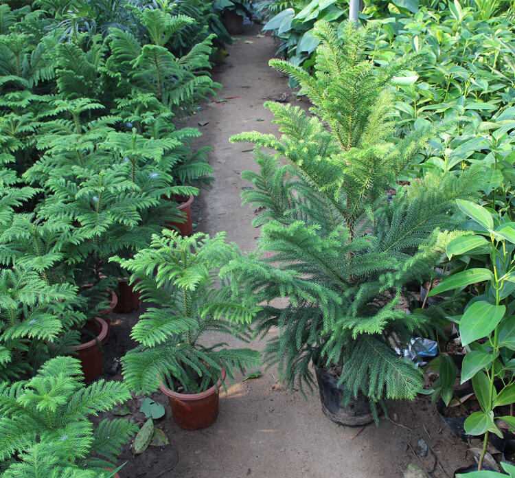 盆栽室内大型绿植盆景花卉圣诞树 80厘米高左右 不含盆