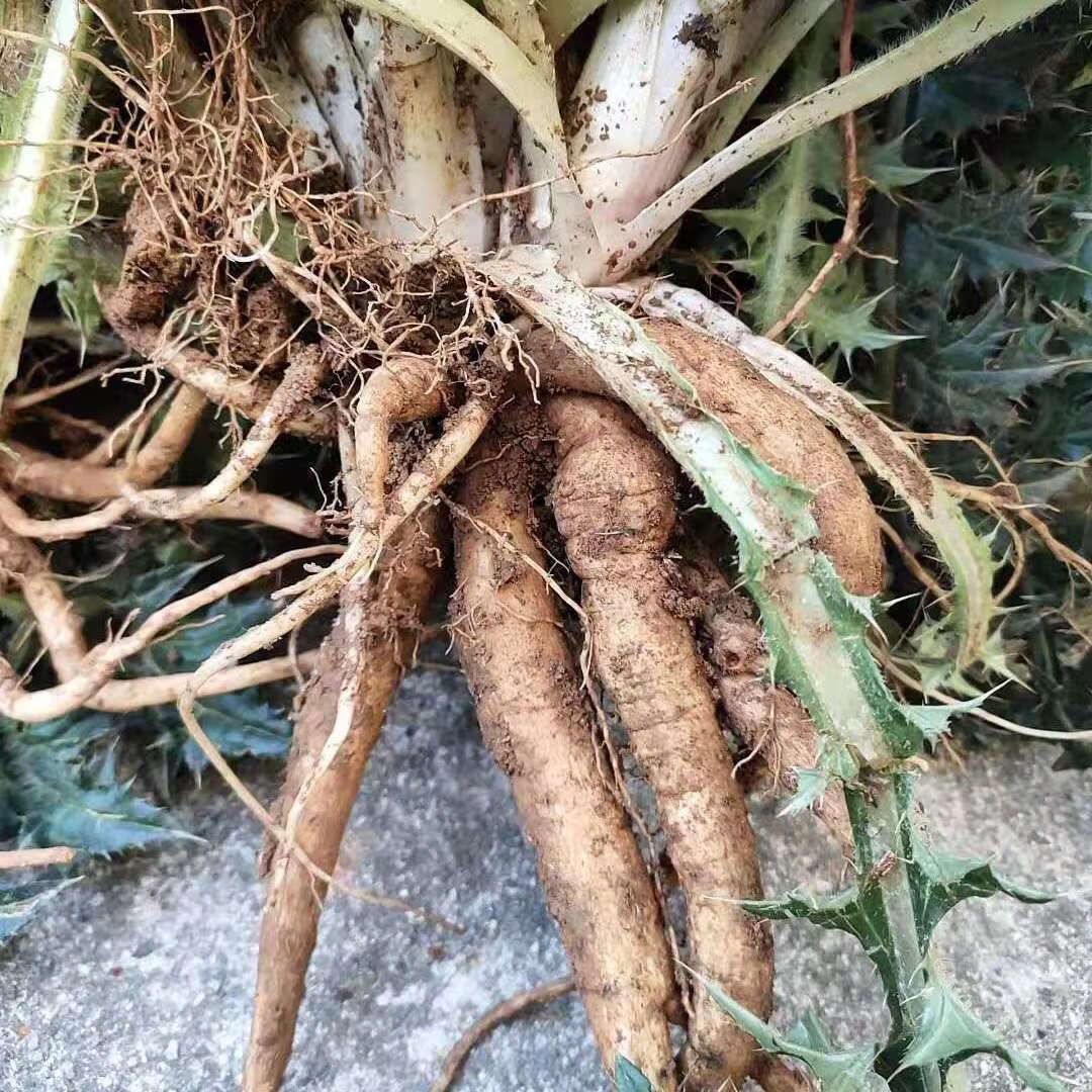 大蓟根干货鲜500克大蓟根鲜货山罗卜刺罗卜500克干货