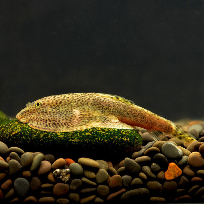 清道夫冷水鱼吸盘贵州岩鳅琵琶鱼观赏水生宠物鱼缸清洁工具鱼不耐养小