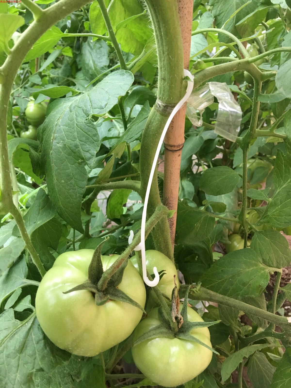 西红柿挂钩吊穗钩果穗挂钩番茄果穗挂钩吊钩吊蔓钩乳白色14cm白色单面