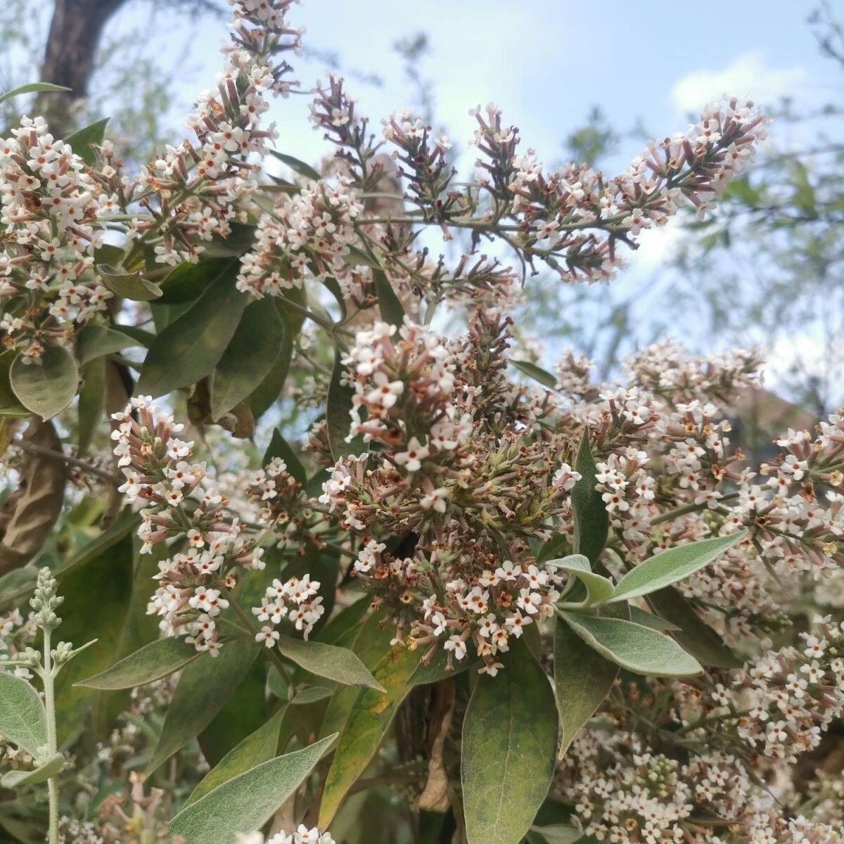 新货贵州黄饭花染饭花天然糯米染色密蒙花茶中药野生密蒙花 500克1斤