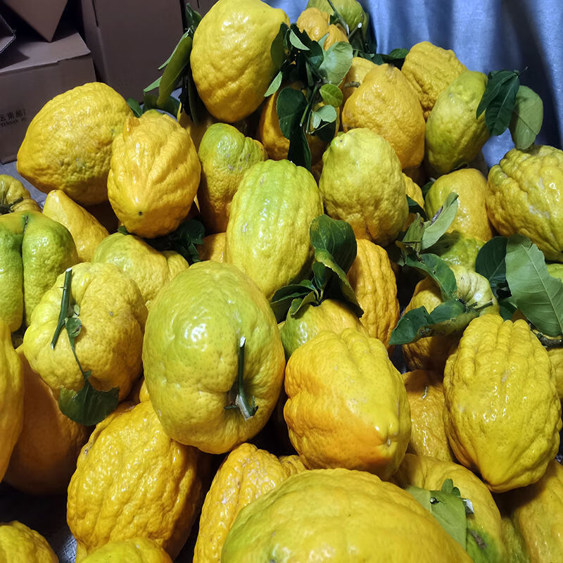 香橼果 8斤 云南新鲜香橼老品种新鲜香橼大果云南新鲜水果香园香圆