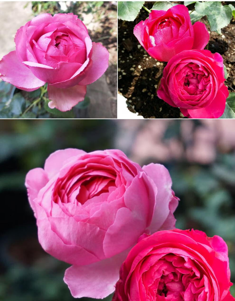 日出浓香切花大花月季花苗四季勤花绿植盆栽玫瑰花卉阳台系列 伊芙