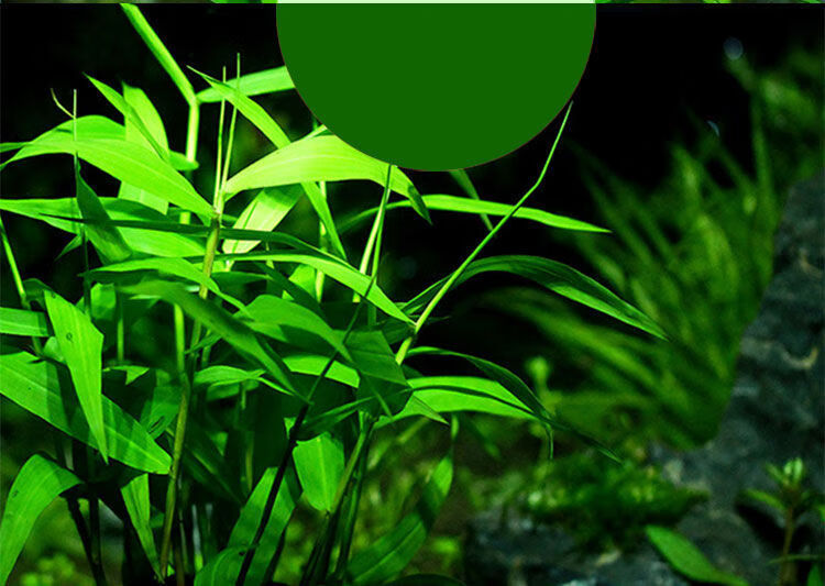 drontal 水族箱鱼缸定植竹节草中后景南美水竹青竹水草缸新手好养定植